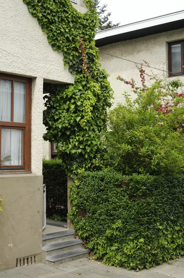 Photo d'une entrée végétalisée d'une maison de la cité